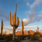 Arizona